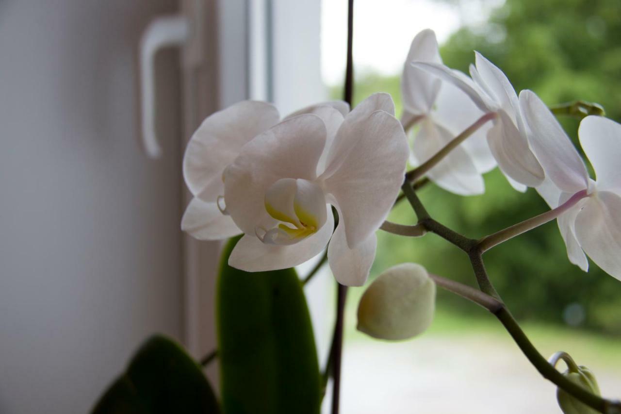 Charming Apartments Ana マリボル エクステリア 写真